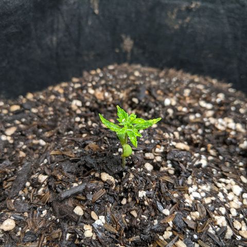 White Widow growlog timeline photo