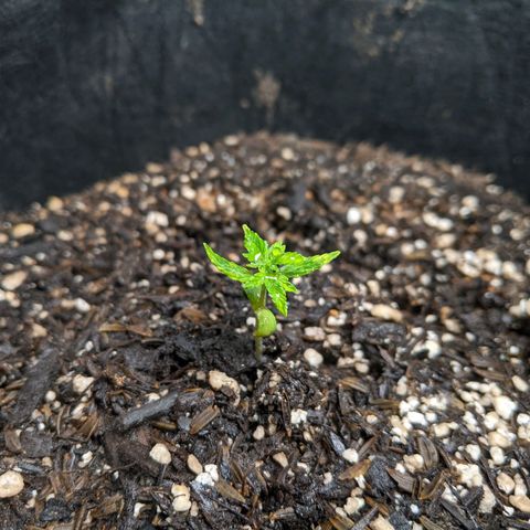 White Widow growlog timeline photo