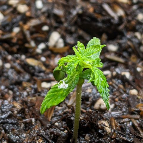 White Widow growlog timeline photo