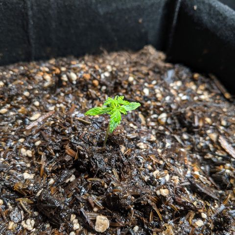 White Widow growlog timeline photo