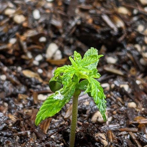 White Widow growlog timeline photo