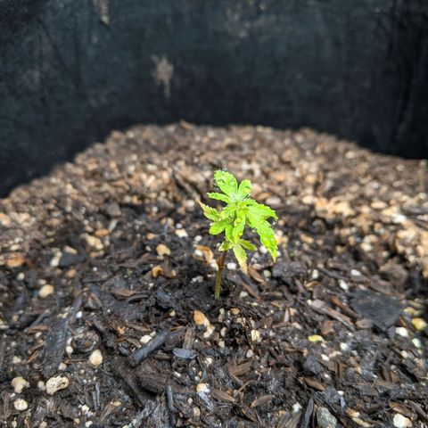 White Widow growlog timeline photo
