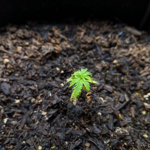 White Widow growlog timeline photo