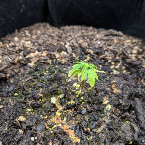 White Widow growlog timeline photo