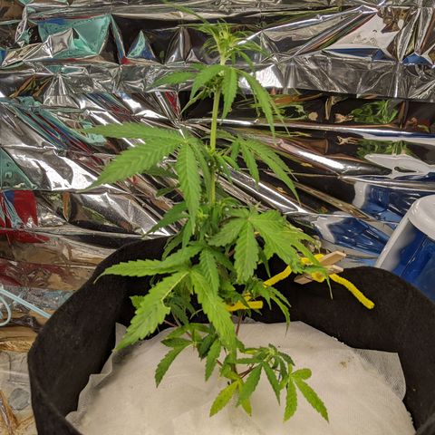 White Widow growlog timeline photo