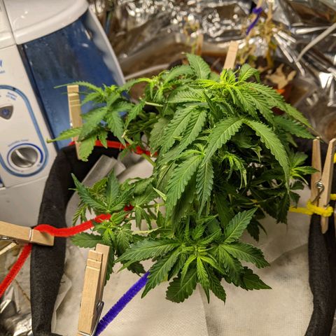 White Widow growlog timeline photo