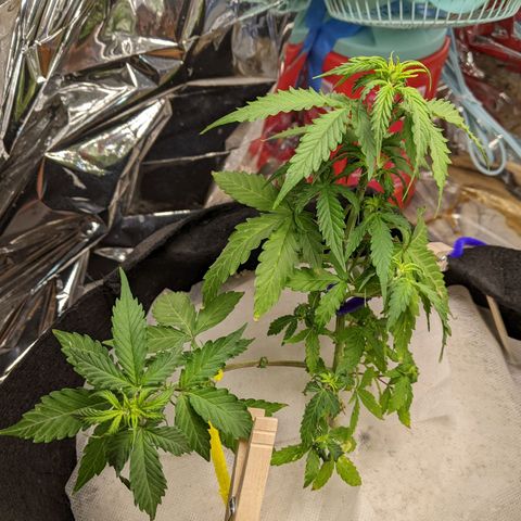 White Widow growlog timeline photo