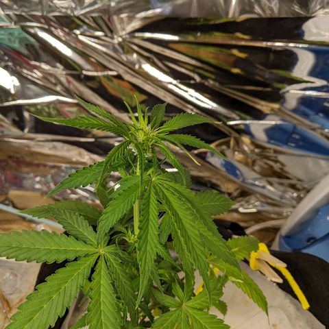 White Widow growlog timeline photo
