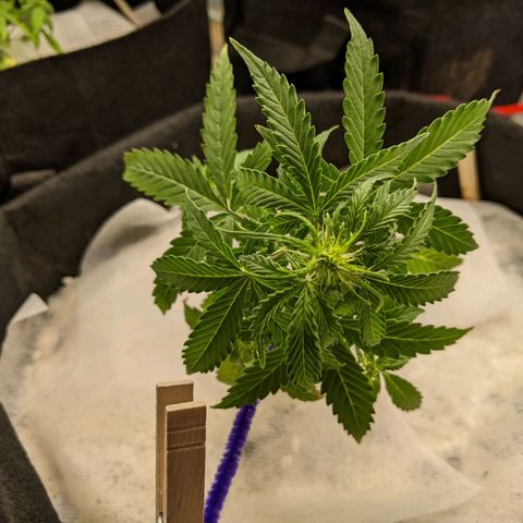 White Widow growlog timeline photo