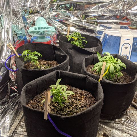 White Widow growlog timeline photo