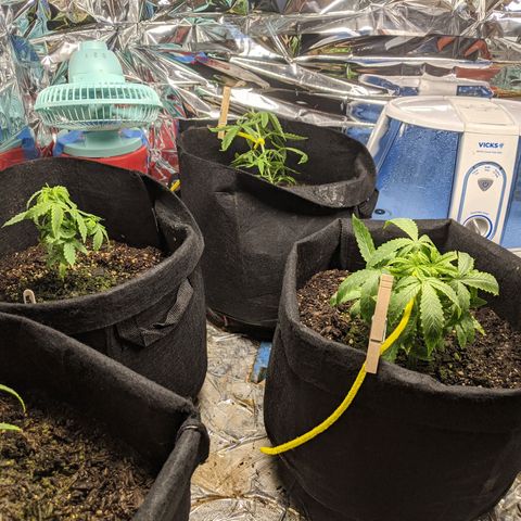 White Widow growlog timeline photo
