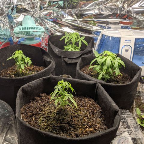White Widow growlog timeline photo