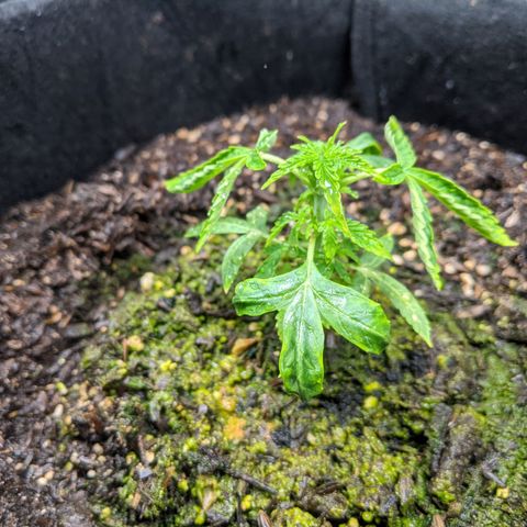 White Widow growlog timeline photo