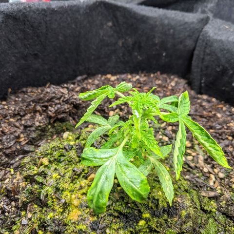 White Widow growlog timeline photo