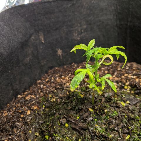 White Widow growlog timeline photo