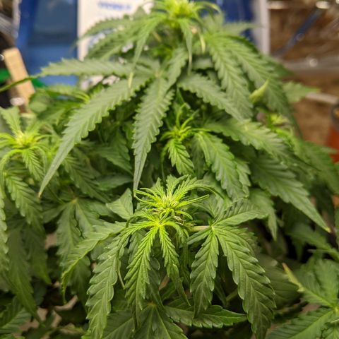 White Widow growlog timeline photo