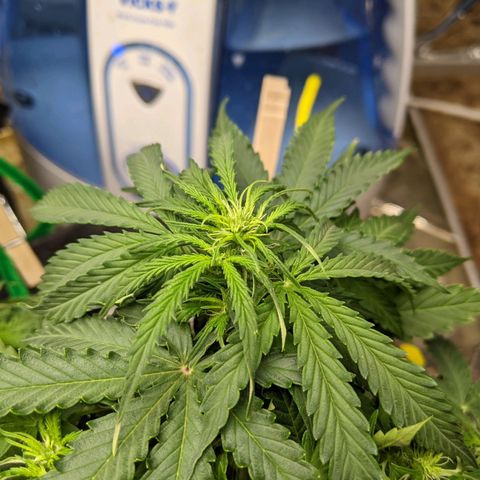 White Widow growlog timeline photo