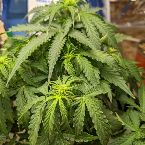 White Widow growlog timeline photo