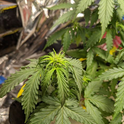 White Widow growlog timeline photo