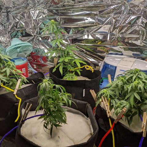 White Widow growlog timeline photo