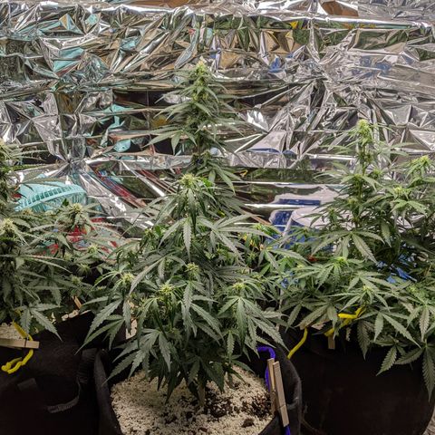 White Widow growlog timeline photo