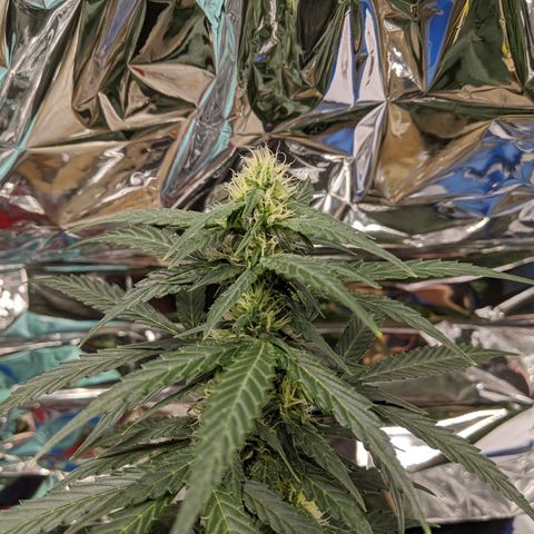 White Widow growlog timeline photo