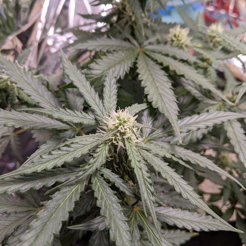 White Widow growlog timeline photo
