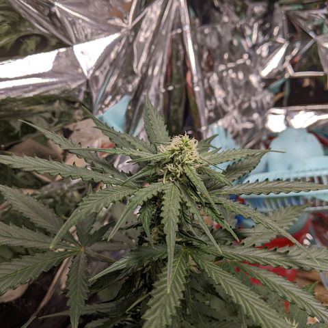 White Widow growlog timeline photo