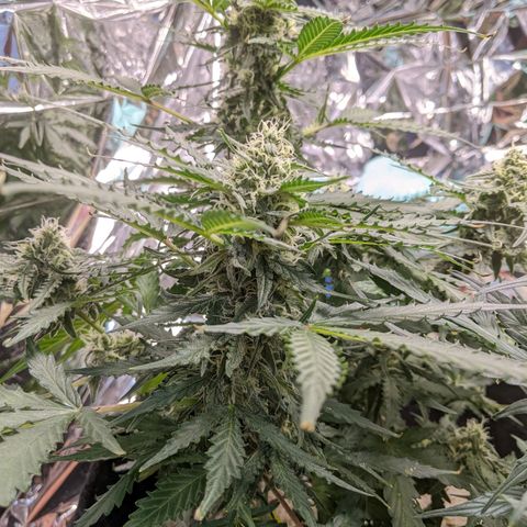 White Widow growlog timeline photo