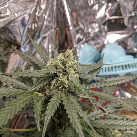 White Widow growlog timeline photo