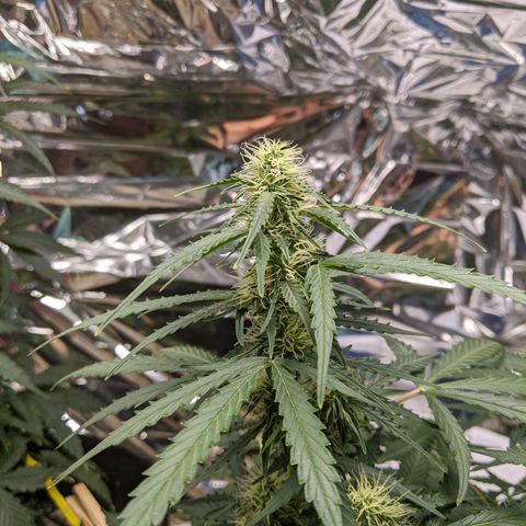 White Widow growlog timeline photo
