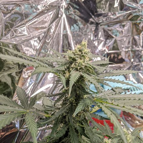 White Widow growlog timeline photo
