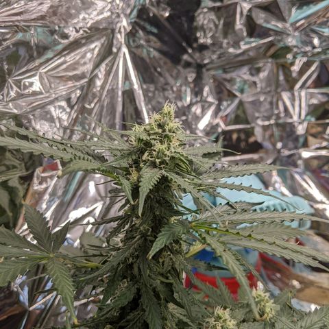 White Widow growlog timeline photo