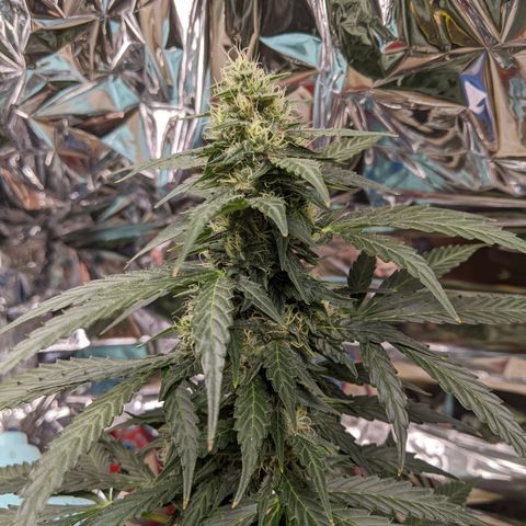White Widow growlog timeline photo