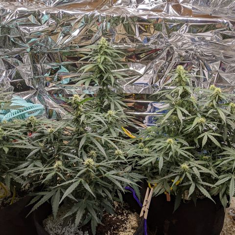 White Widow growlog timeline photo