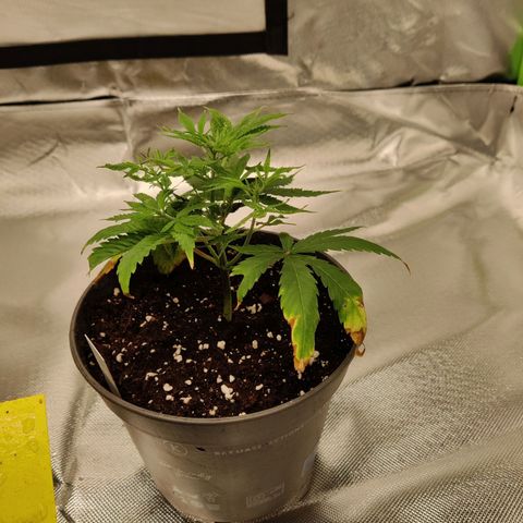 Purple Cookie Kush #2 growlog timeline photo