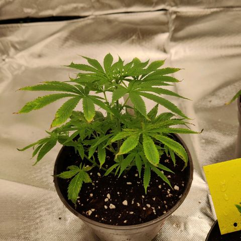Purple Cookie Kush #1 growlog timeline photo