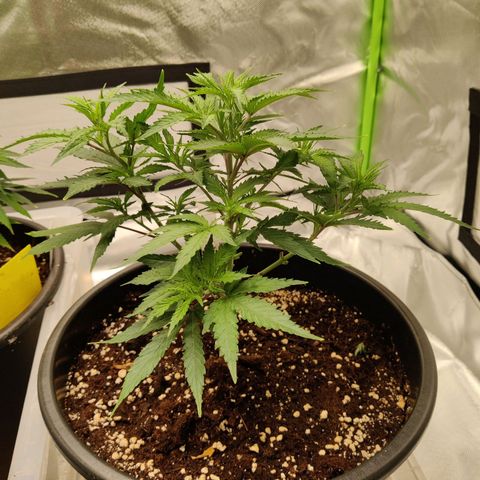 Purple Cookie Kush #2 growlog timeline photo