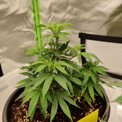 Purple Cookie Kush #1 growlog timeline photo