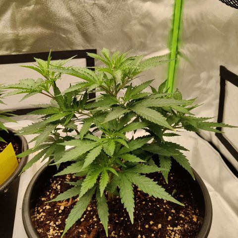 Purple Cookie Kush #2 growlog timeline photo