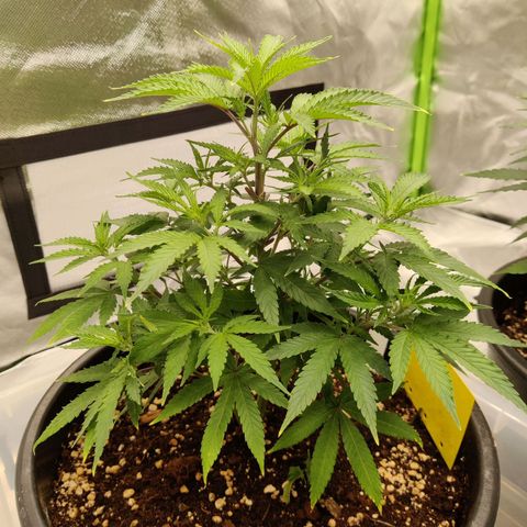 Purple Cookie Kush #1 growlog timeline photo