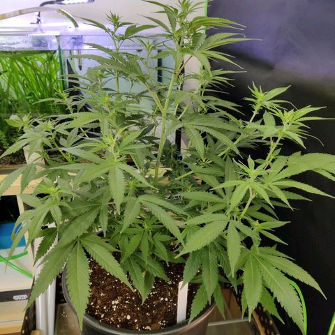 Purple Cookie Kush #2 growlog timeline photo
