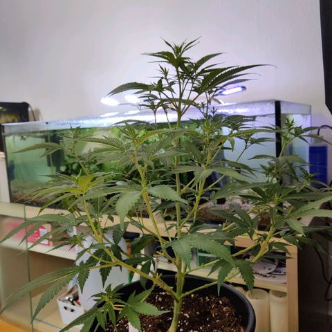 Purple Cookie Kush #2 growlog timeline photo
