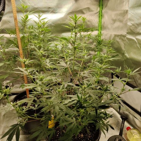 Purple Cookie Kush #1 growlog timeline photo