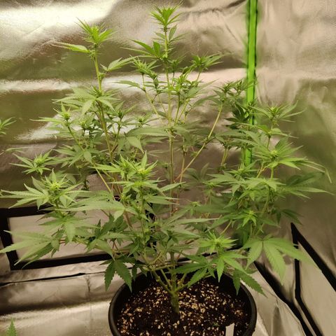 Purple Cookie Kush #2 growlog timeline photo