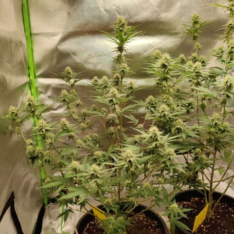 Purple Cookie Kush #1 growlog timeline photo