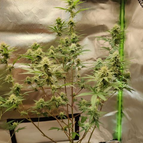 Purple Cookie Kush #2 growlog timeline photo
