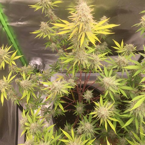 Purple Cookie Kush #1 growlog timeline photo