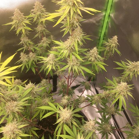Purple Cookie Kush #1 growlog timeline photo