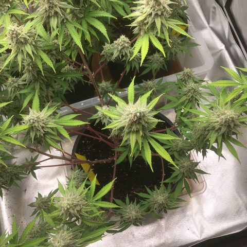 Purple Cookie Kush #1 growlog timeline photo